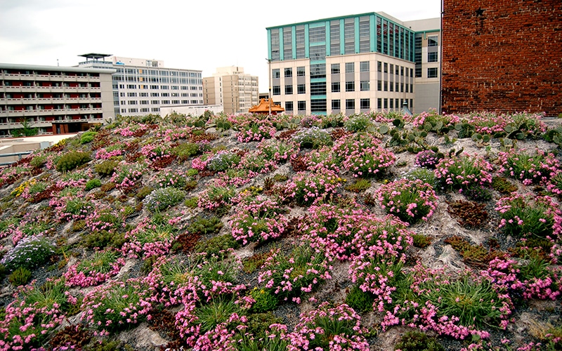 The colorful blooms of Silene Caroliniana gave ASLA’s green roof a burst of color at the beginning of spring