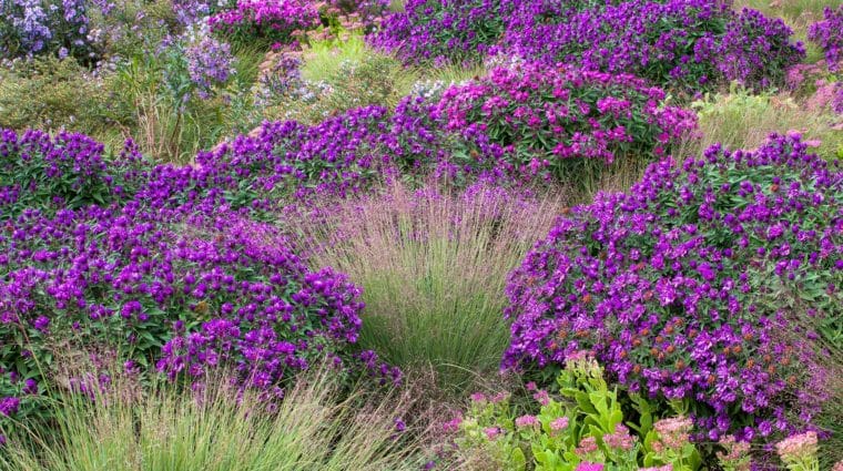 Schizachyrium scoparium, Little bluestem grass with Aster novae-angliae 'Purple Dome' and Sedum 'Neon' in Colorado prairie garden; Scripter garden, design Lauren Springer Ogden