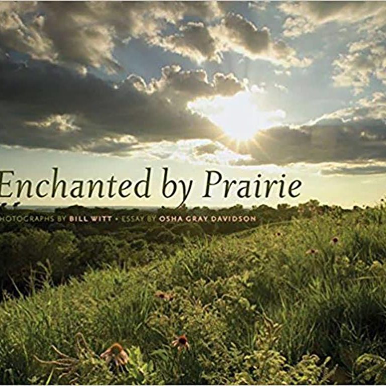 16981 Enchanted By Prairie