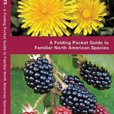 55407 Edible Wild Plants Pocket Guide