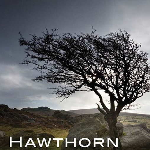 98934 Hawthorn The Tree That Has Nourished Healed And Inspired