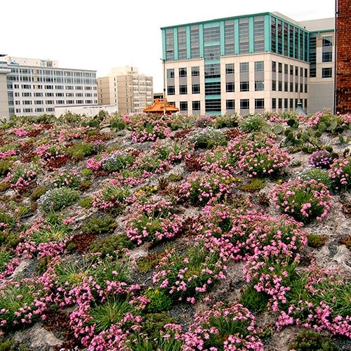 The colorful blooms of Silene caroliniana gave ASLA’s green roof a burst of color at the beginning of spring. Photo courtesy American Society of Landscape Architects.