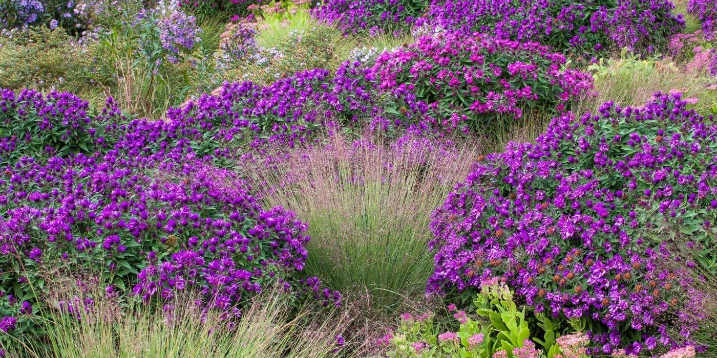Schizachyrium scoparium, Little bluestem grass with Aster novae-angliae 'Purple Dome' and Sedum 'Neon' in Colorado prairie garden; Scripter garden, design Lauren Springer Ogden